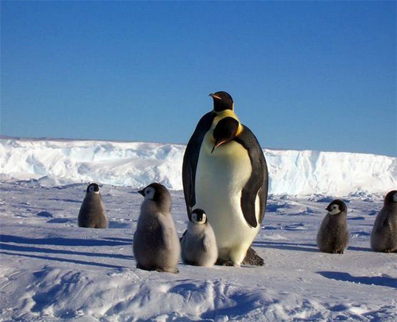 penguins