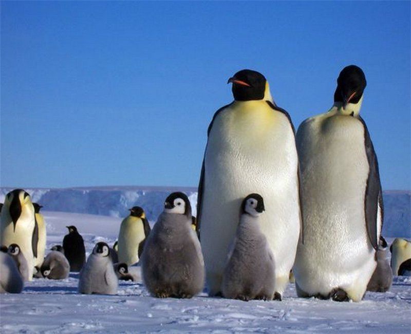 penguins