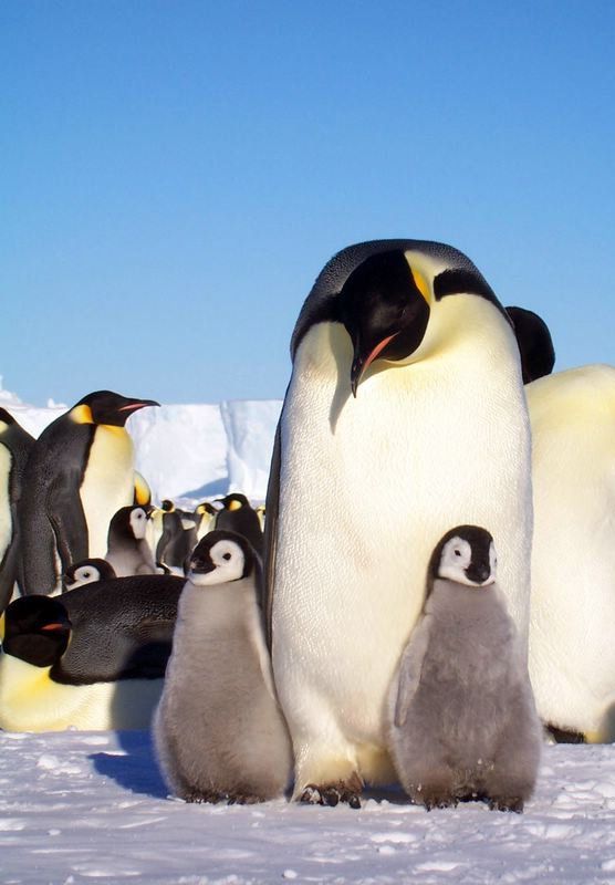 penguins