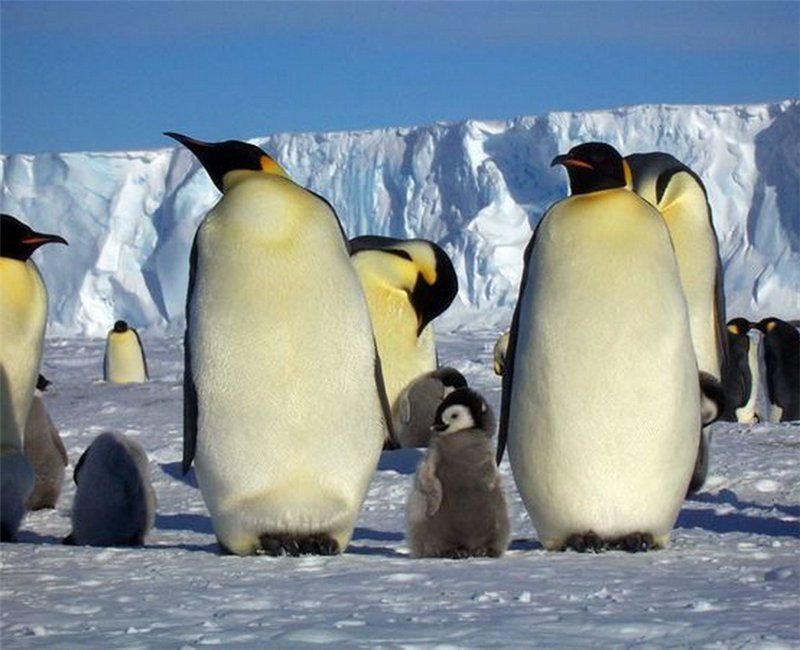 penguins