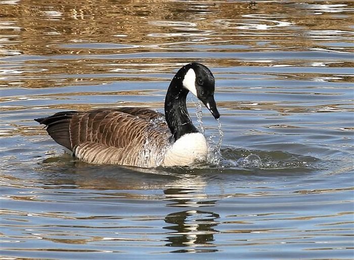 goose swimming lesson