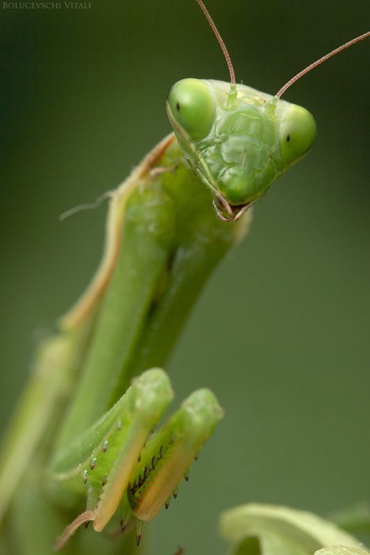 mantis breakfast