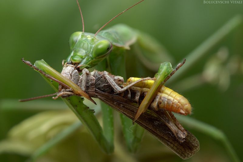 mantis breakfast