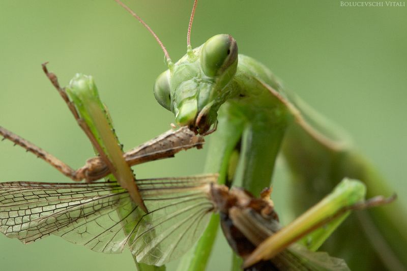 mantis breakfast