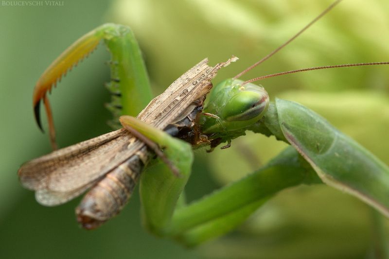 mantis breakfast