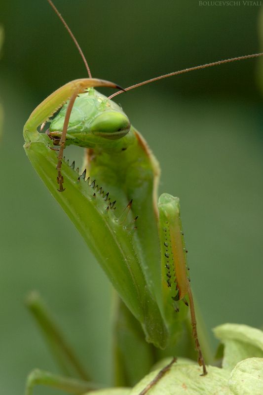 mantis breakfast