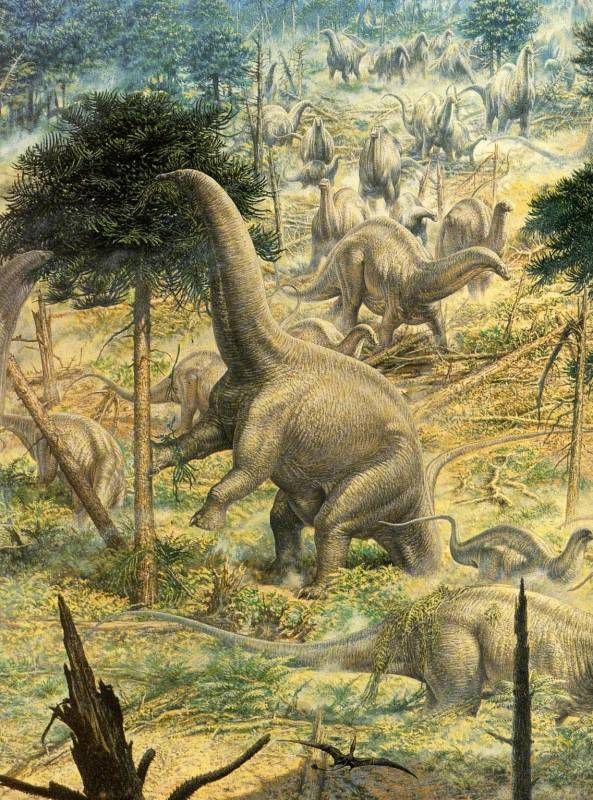 Sauropods drawings