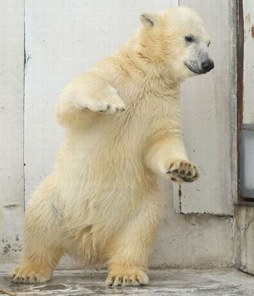 dancing bear