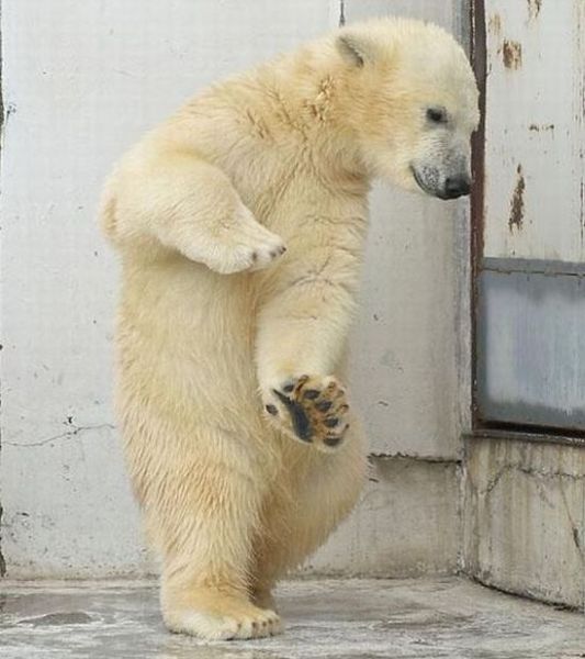 dancing bear