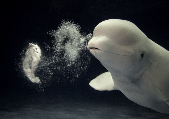 Dolphin bubbles