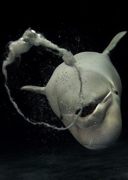 Dolphin bubbles