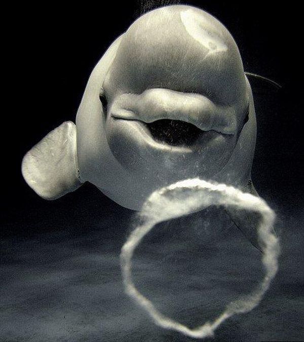 Dolphin bubbles