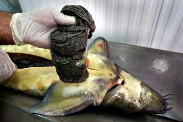 Black caviar