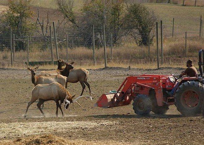 deer defends his area against a tractor