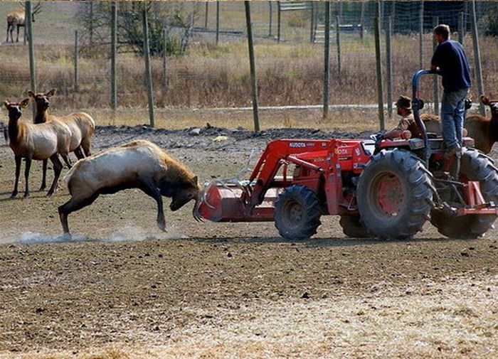 deer defends his area against a tractor