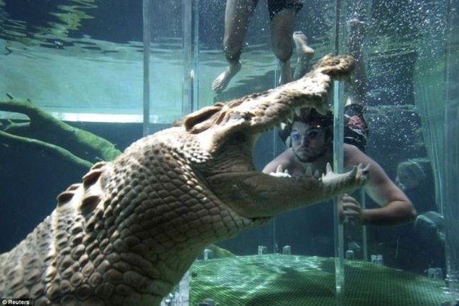 Cage of Death, Crocosaurus Cove