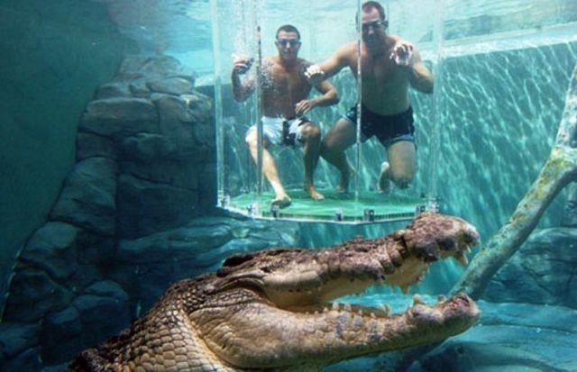 Cage of Death, Crocosaurus Cove