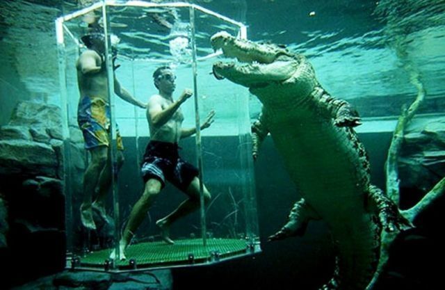 Cage of Death, Crocosaurus Cove