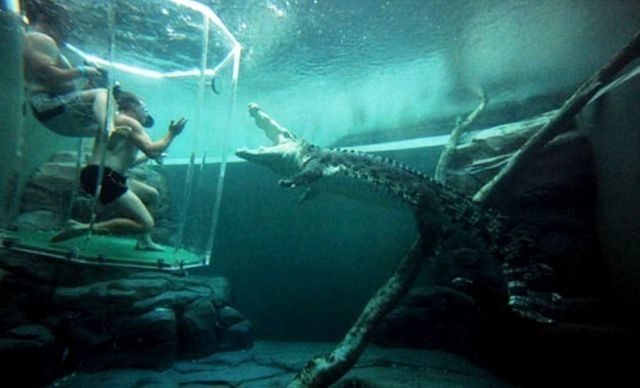 Cage of Death, Crocosaurus Cove