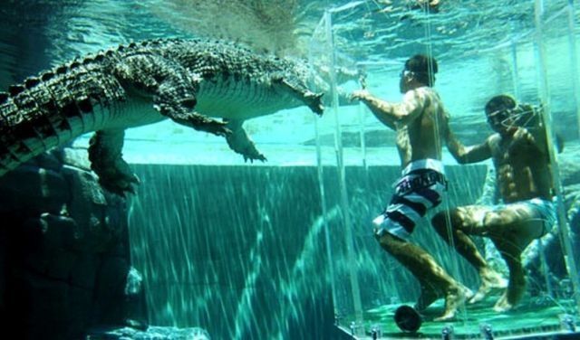 Cage of Death, Crocosaurus Cove