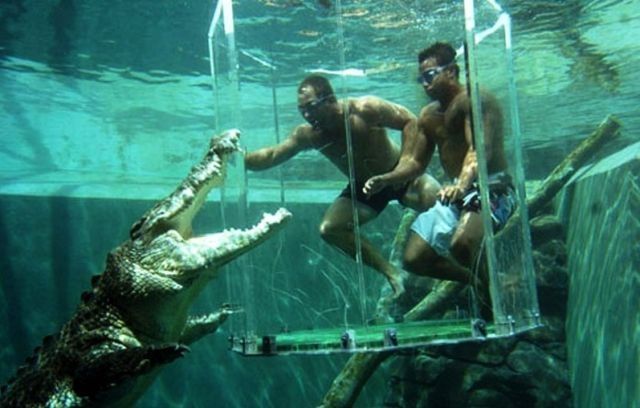 Cage of Death, Crocosaurus Cove