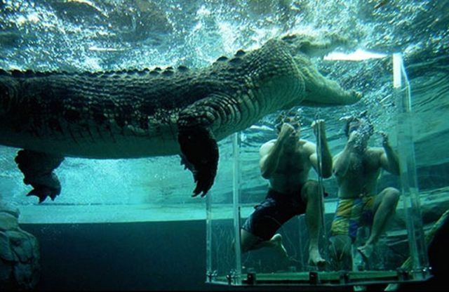 Cage of Death, Crocosaurus Cove