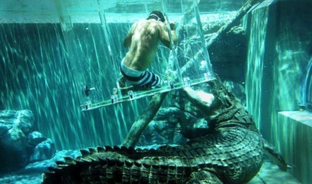 Cage of Death, Crocosaurus Cove