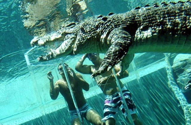 Cage of Death, Crocosaurus Cove