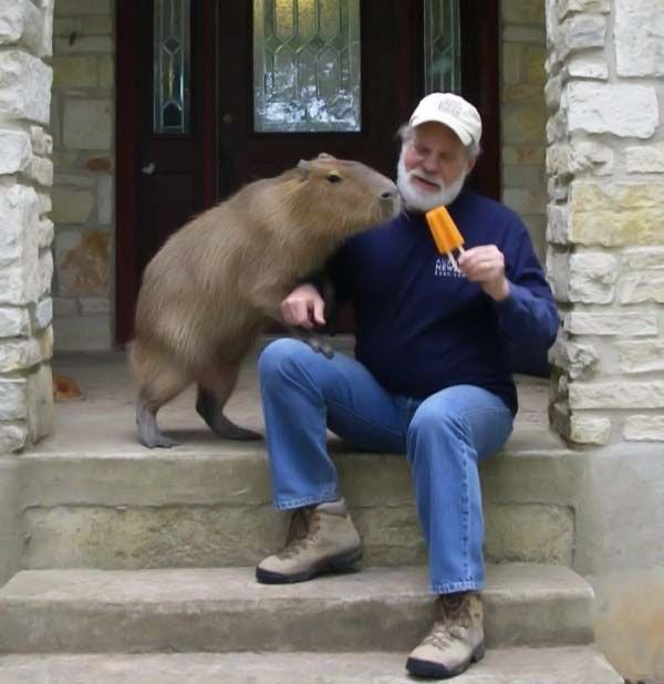 Caplin Rous capybara