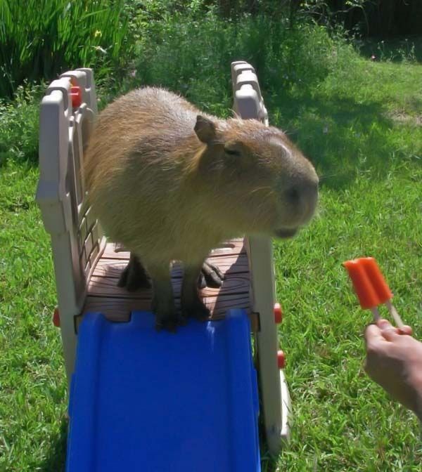 Caplin Rous capybara