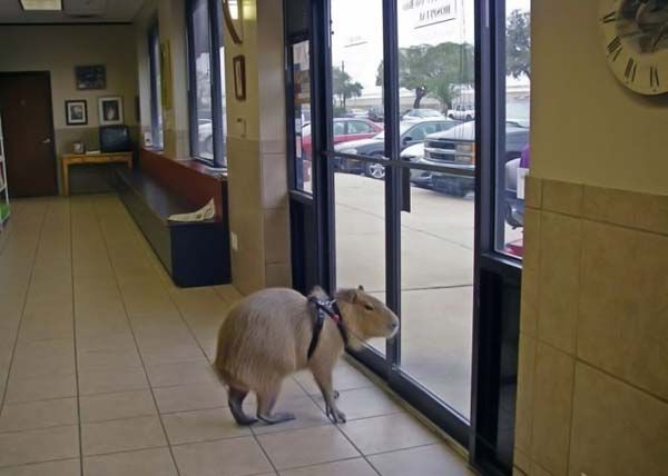 Caplin Rous capybara