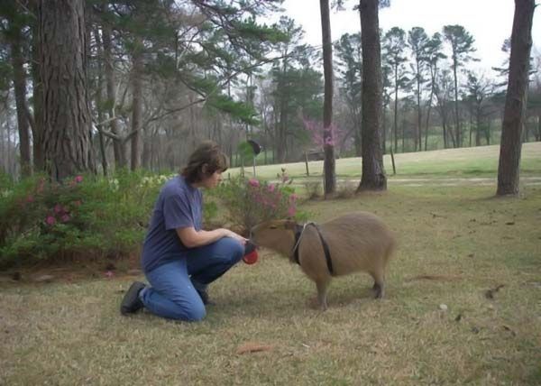 Caplin Rous capybara