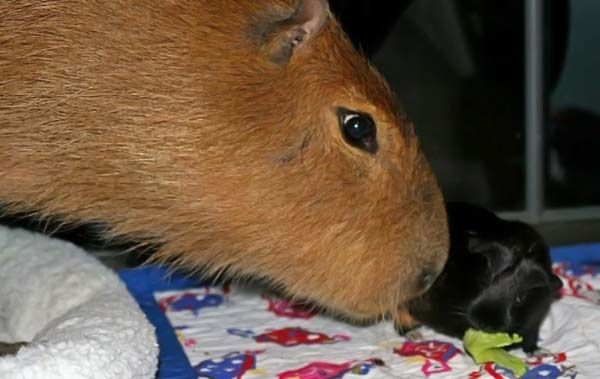 Caplin Rous capybara