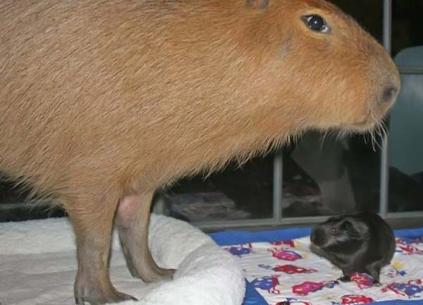 Caplin Rous capybara