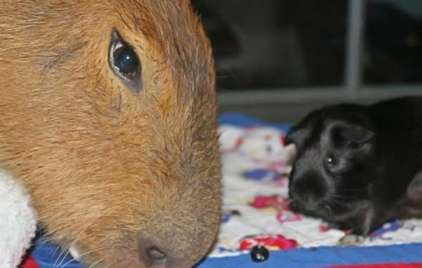 Caplin Rous capybara