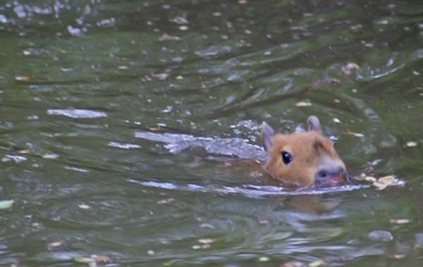 Caplin Rous capybara