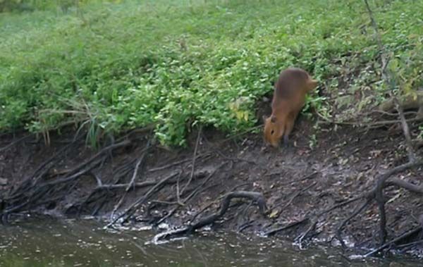 Caplin Rous capybara