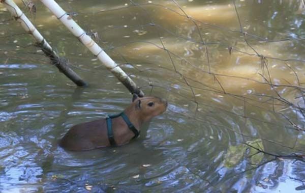 Caplin Rous capybara