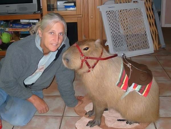 Caplin Rous capybara