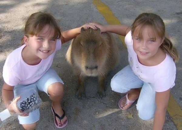 Caplin Rous capybara