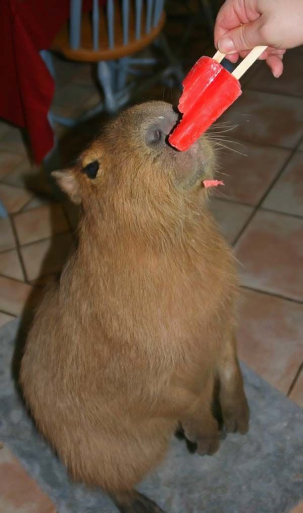 Caplin Rous capybara