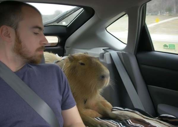 Caplin Rous capybara