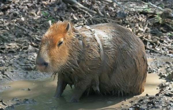 Caplin Rous capybara