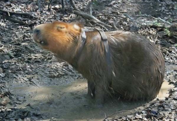 Caplin Rous capybara