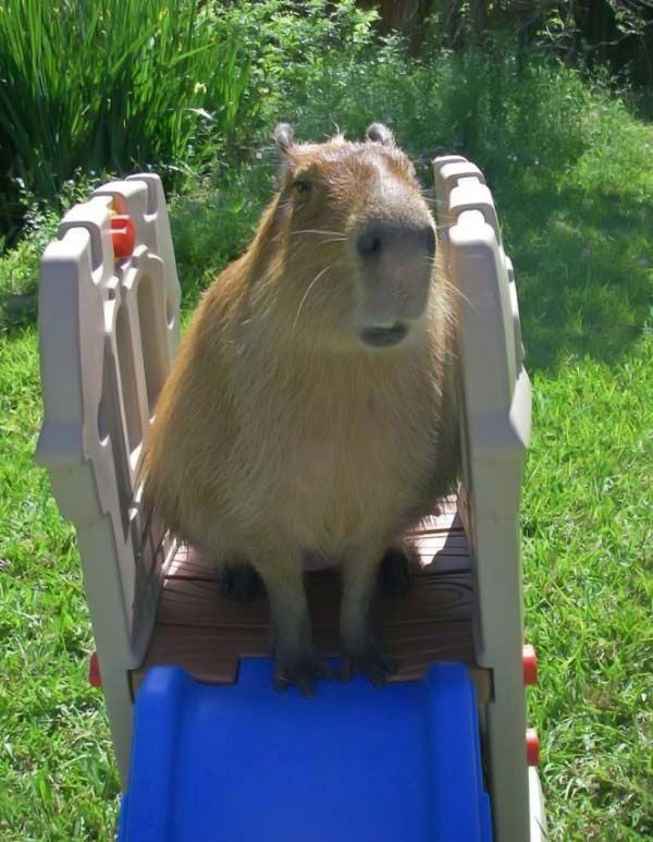 Caplin Rous capybara