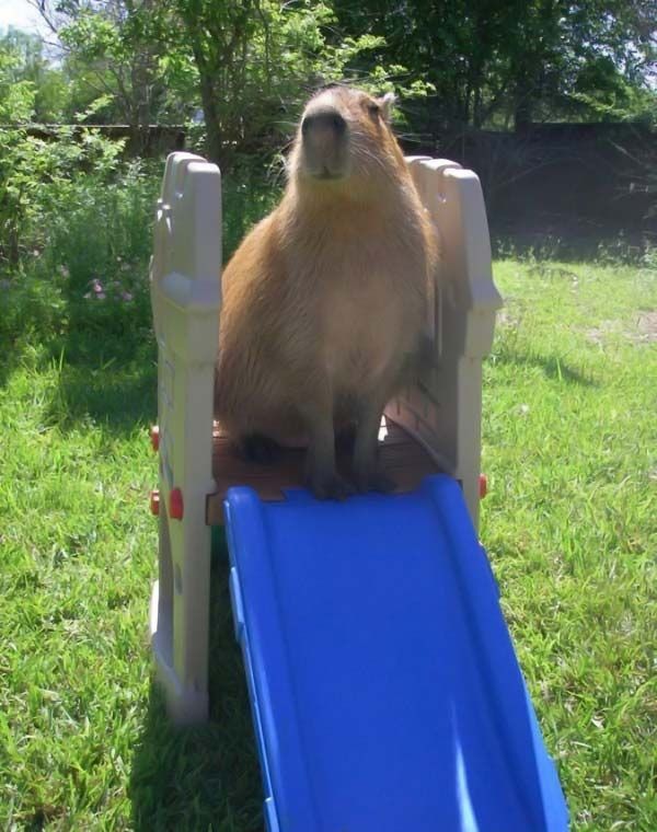 Caplin Rous capybara