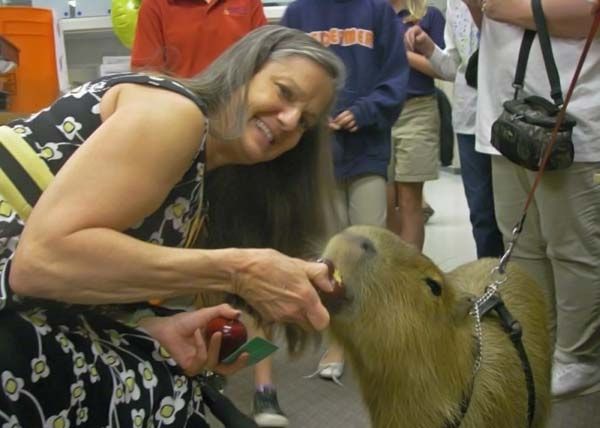 Caplin Rous capybara