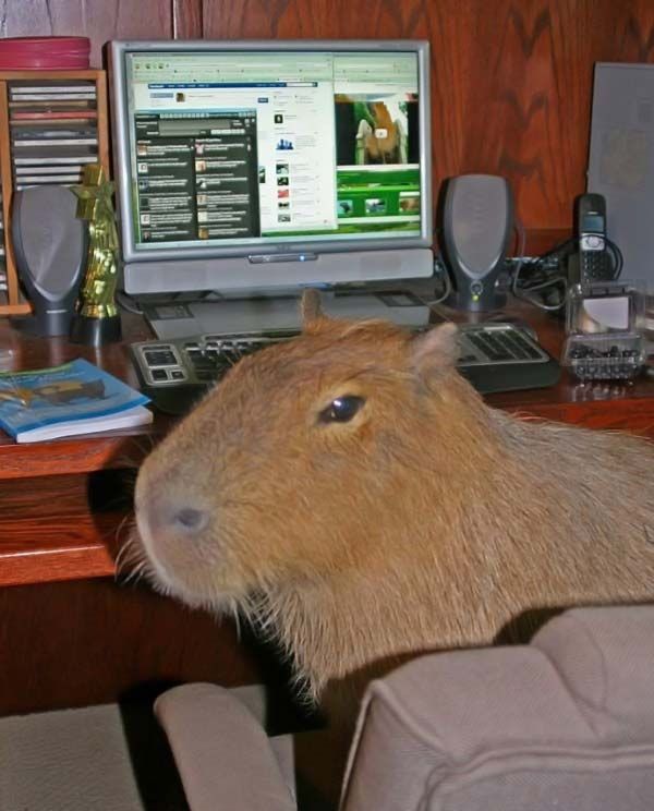 Caplin Rous capybara