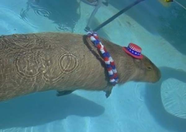 Caplin Rous capybara