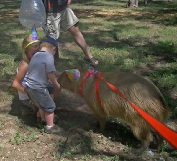 Caplin Rous capybara